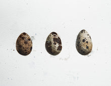 3 quail eggs
