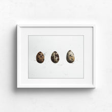 3 quail eggs