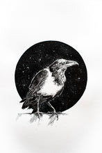 Pied Crow