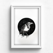 Pied Crow