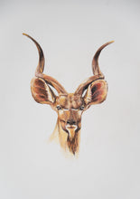 Dudu Kudu