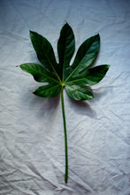 Luscious Leaf - Claire Gunn