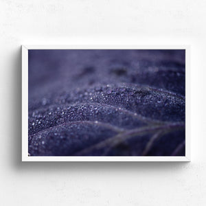 Purple Dewdrops - Claire Gunn