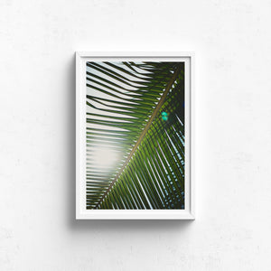 Palm Leaf - Claire Gunn