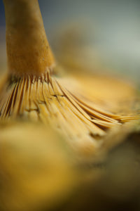 Pine Ring Mushrooms - Claire Gunn