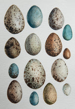 Wild bird eggs
